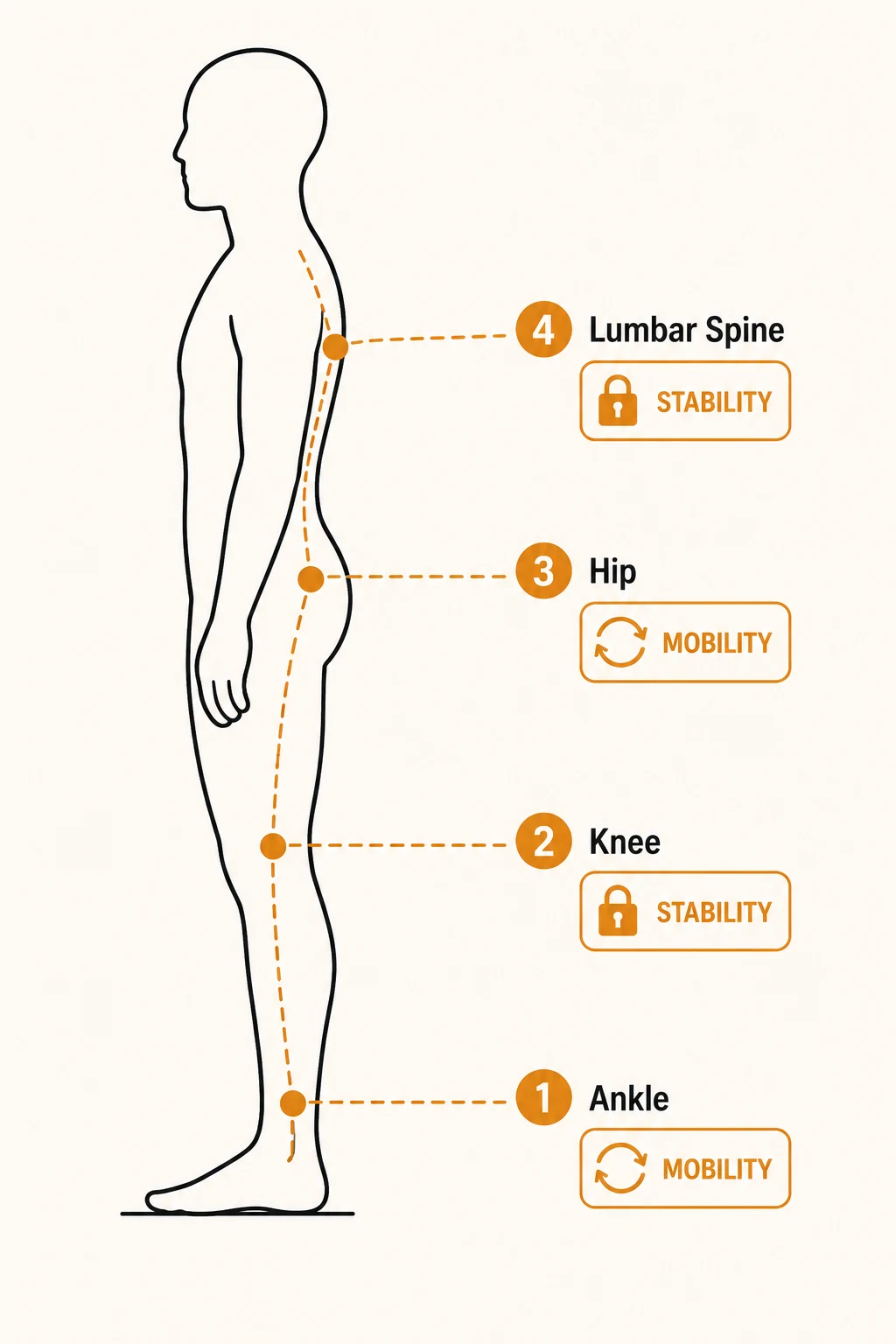 Side-view body diagram showing the alternating joint-by-joint pattern from ankle to lumbar spine: ankle needs mobility, knee needs stability, hip needs mobility, lumbar spine needs stability