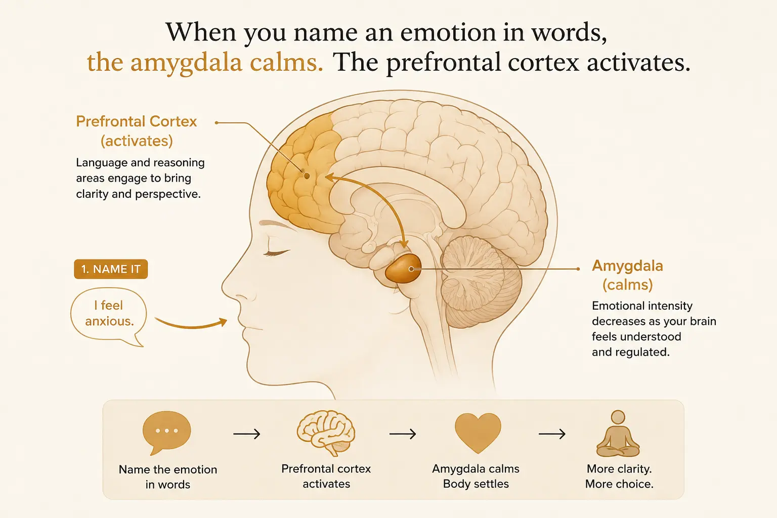 A diagram of the brain showing the prefrontal cortex activating and the amygdala calming down when an emotion is named in words