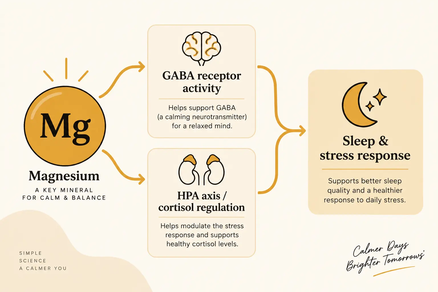 A diagram showing how magnesium interacts with GABA receptors and the HPA axis to influence sleep and stress regulation