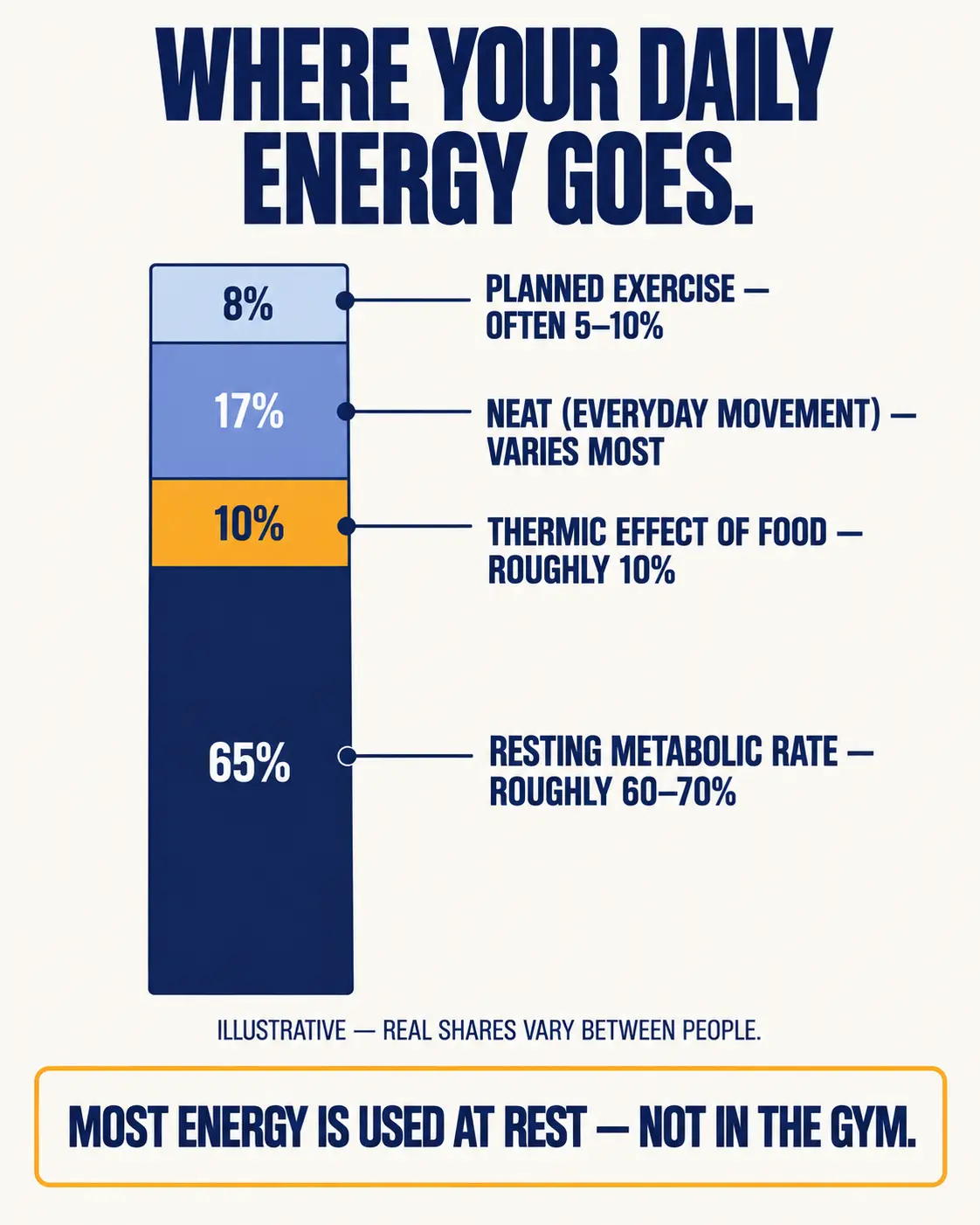 Stacked bar showing the four parts of total daily energy expenditure: resting metabolic rate roughly 60 to 70 percent, thermic effect of food roughly 10 percent, NEAT which varies most, and planned exercise often 5 to 10 percent.