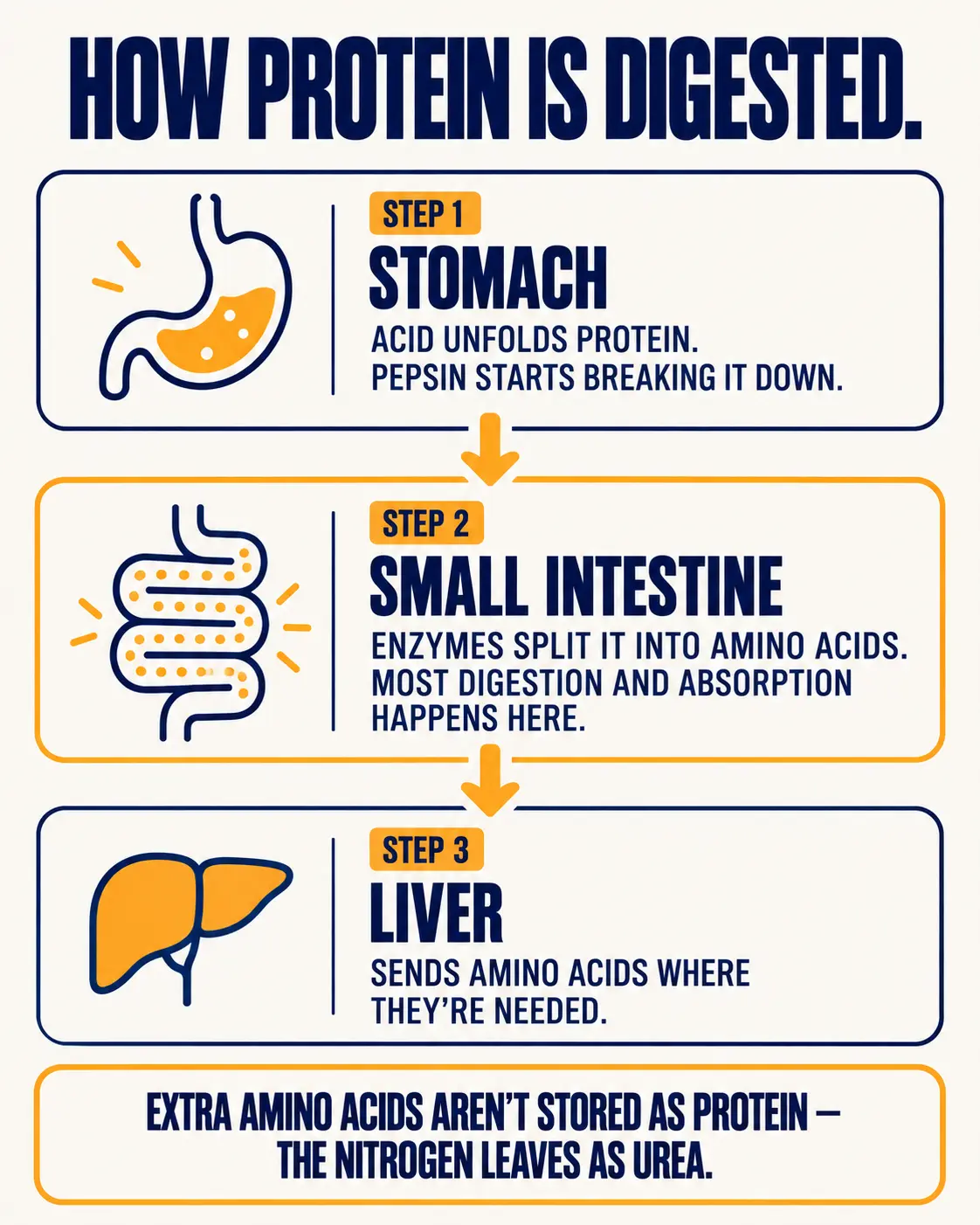 How protein is digested: in the stomach acid unfolds protein and pepsin starts breaking it down; in the small intestine enzymes split it into amino acids and most absorption happens; the liver sends amino acids where they are needed; extra nitrogen leaves as urea.