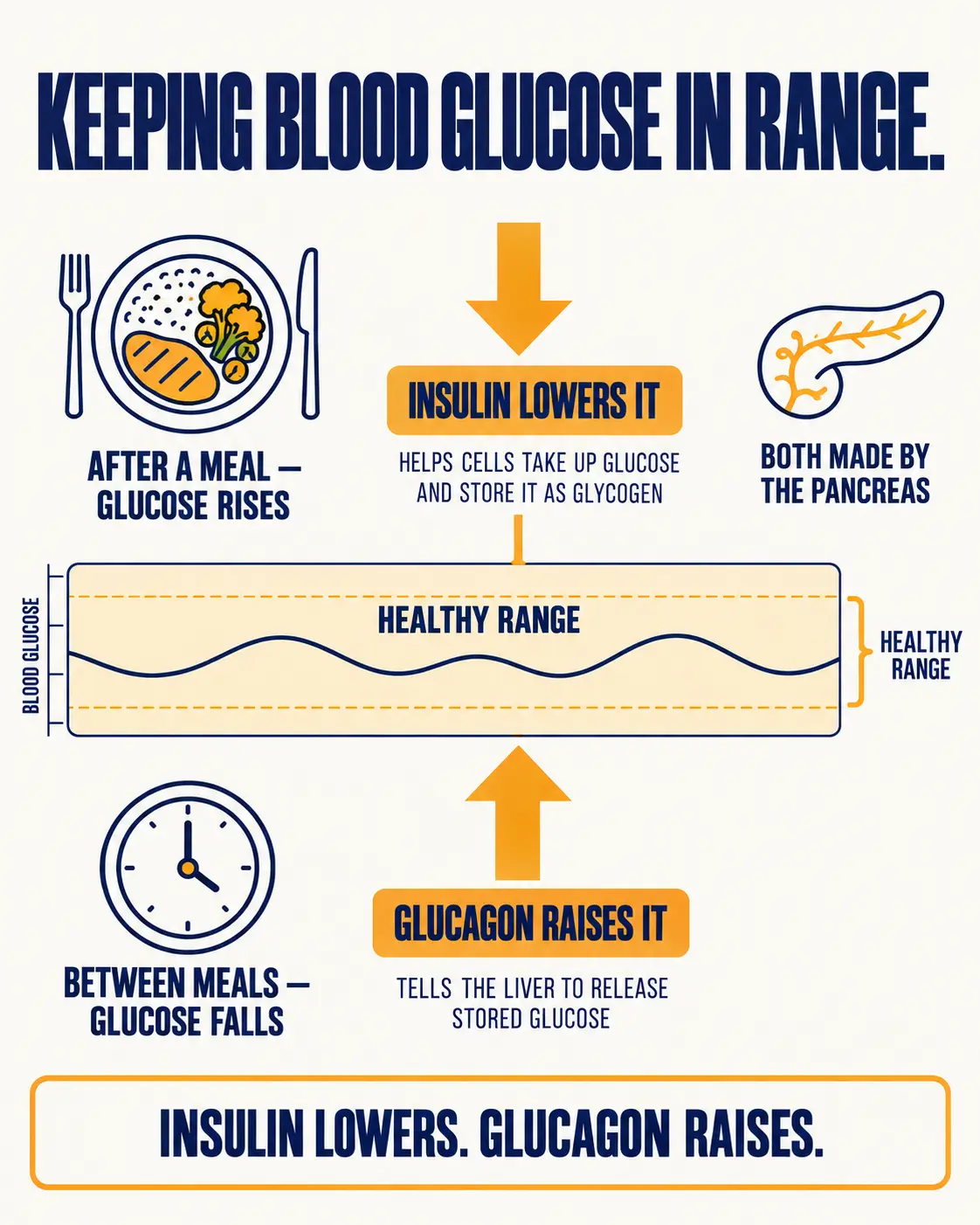 Blood glucose regulation: after a meal glucose rises and insulin lowers it; between meals glucose falls and glucagon raises it by telling the liver to release stored glucose. Both hormones are made by the pancreas.