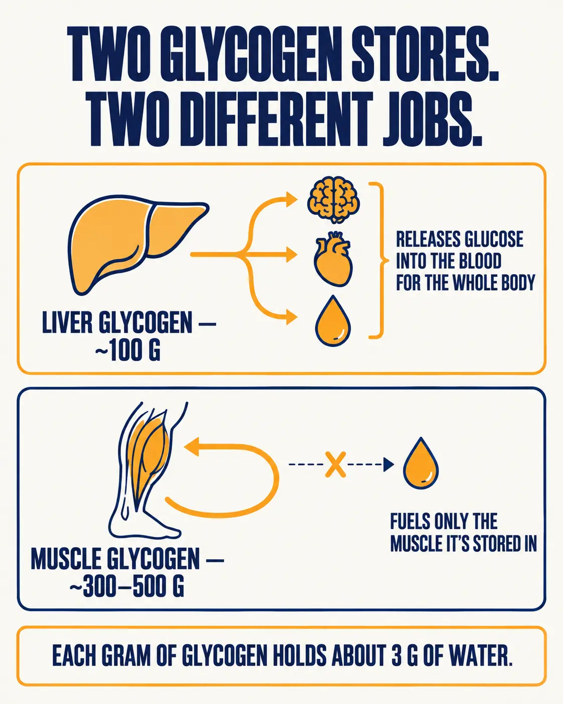 Liver glycogen, about 100 grams, releases glucose into the blood for the whole body; muscle glycogen, about 300 to 500 grams, fuels only the muscle it is stored in. Each gram of glycogen holds about 3 grams of water.