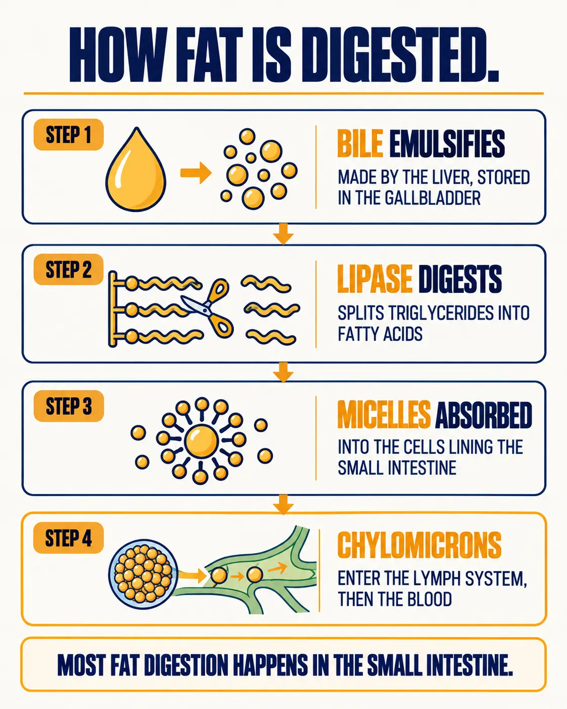 How fat is digested: bile emulsifies fat, lipase splits triglycerides into fatty acids, micelles are absorbed into intestinal cells, and chylomicrons enter the lymph system and then the blood.