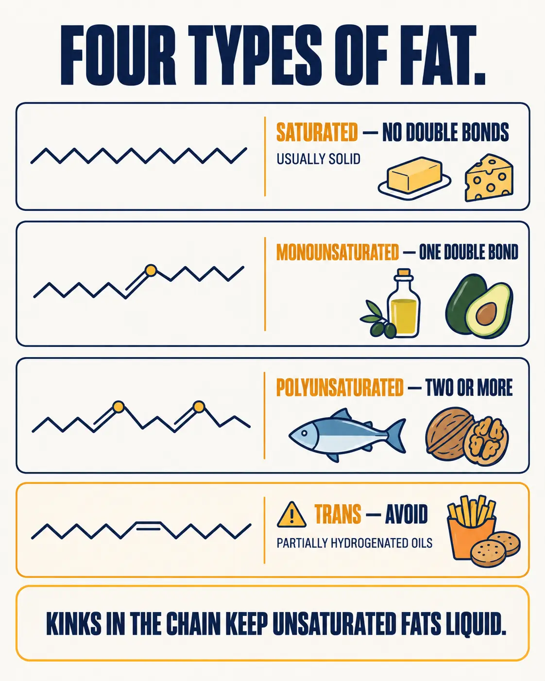 Four types of fat: saturated with no double bonds (butter, cheese), monounsaturated with one double bond (olive oil, avocado), polyunsaturated with two or more (fish, walnuts), and trans fats from partially hydrogenated oils, which should be avoided.