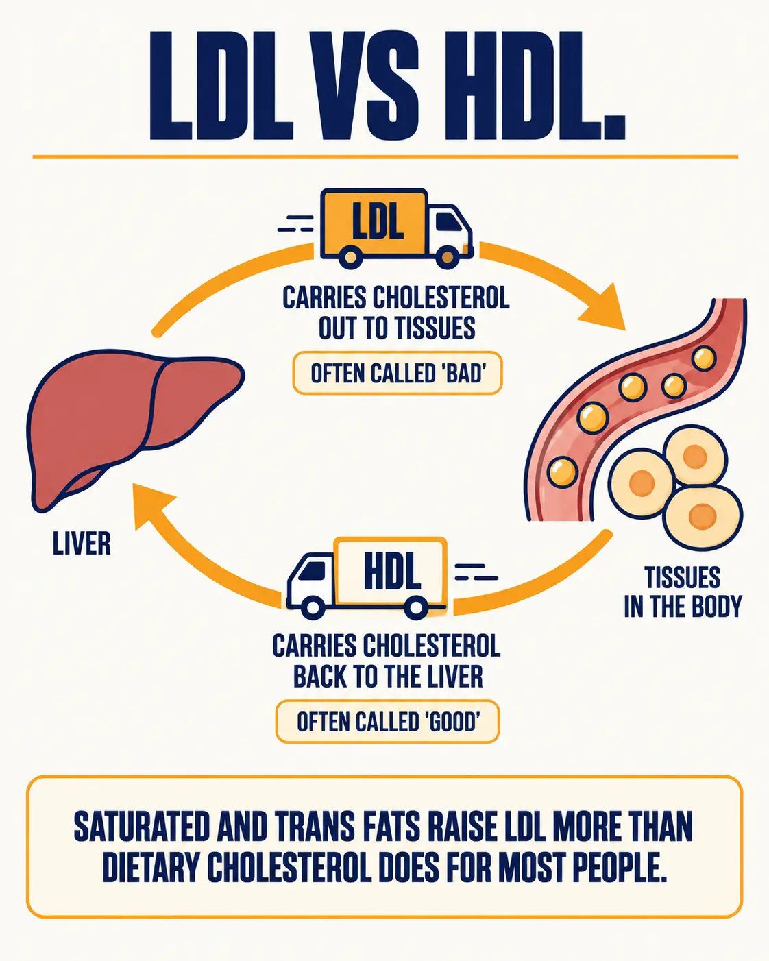 LDL carries cholesterol from the liver out to tissues and is often called bad cholesterol; HDL carries cholesterol back to the liver and is often called good cholesterol.