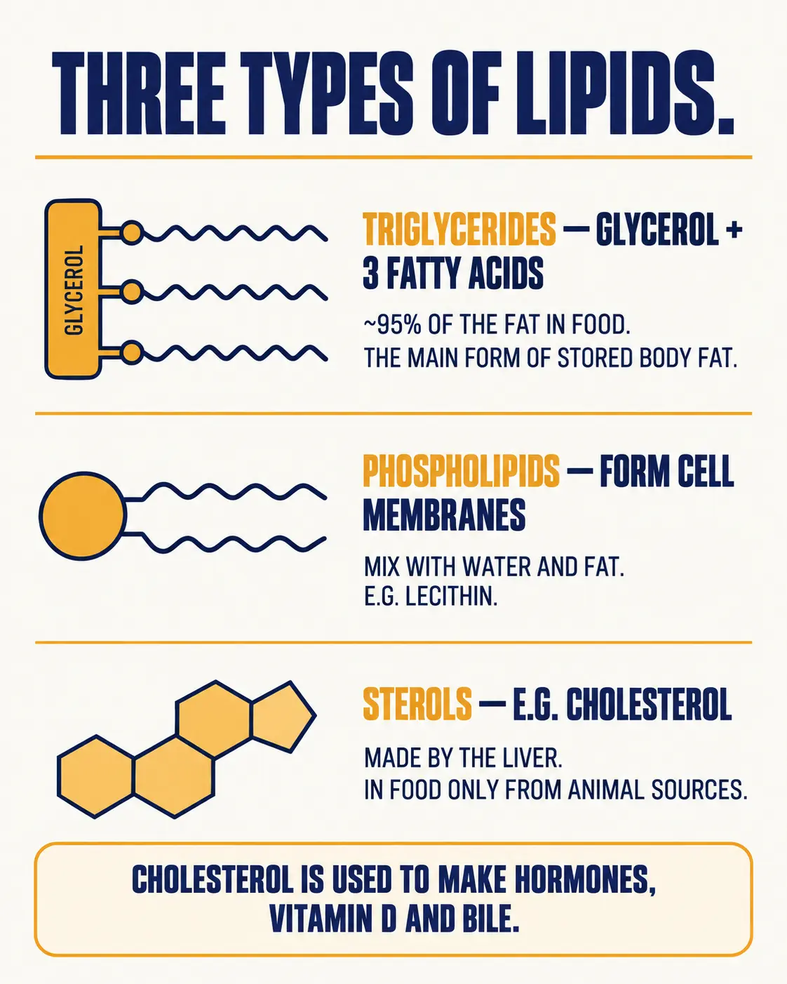Three types of lipids: triglycerides, a glycerol with three fatty acids, making up about 95 percent of dietary fat; phospholipids, which form cell membranes; and sterols such as cholesterol, made by the liver and found in food only from animal sources.