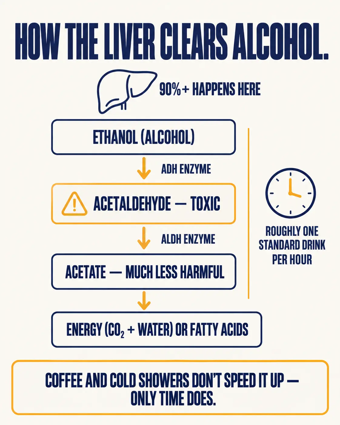 How the liver clears alcohol: ethanol is converted by the ADH enzyme to toxic acetaldehyde, then by the ALDH enzyme to much less harmful acetate, then to energy or fatty acids, at roughly one standard drink per hour.