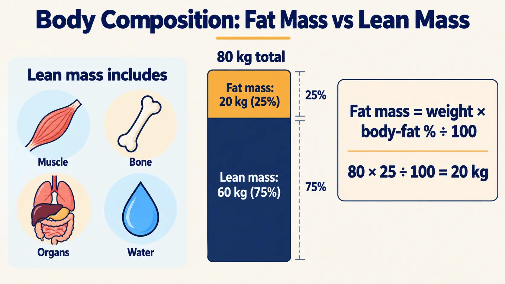 An 80 kg body split into 20 kg fat mass and 60 kg lean mass at 25% body fat