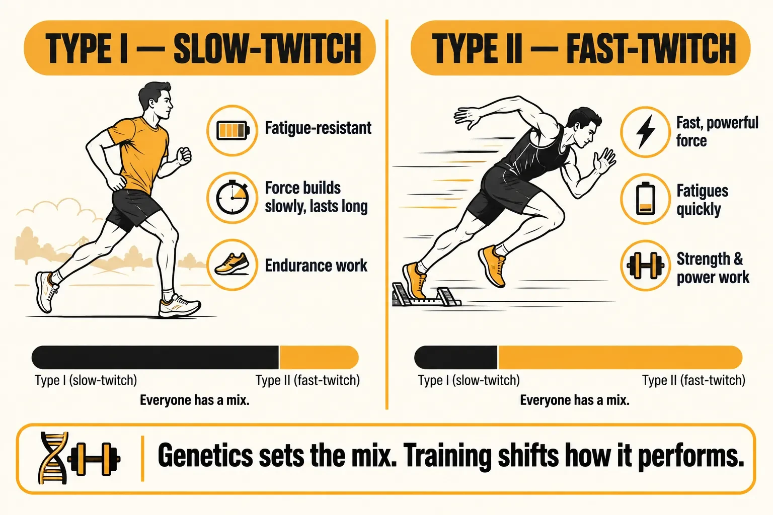Comparison of Type I slow-twitch fibers, fatigue-resistant and suited to endurance work like a distance runner's, and Type II fast-twitch fibers, fast and powerful but quick to fatigue, suited to strength and power work like a sprinter's, with bars showing everyone has a mix, and the caption genetics sets the mix, training shifts how it performs
