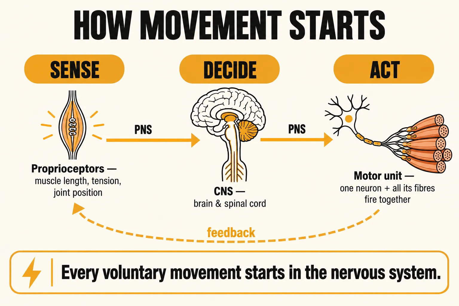 Flow diagram of how movement starts: proprioceptors sense muscle length, tension and joint position, the signal travels through the peripheral nervous system to the brain and spinal cord, which decide, then to a motor unit that acts, with a feedback loop back to the proprioceptors