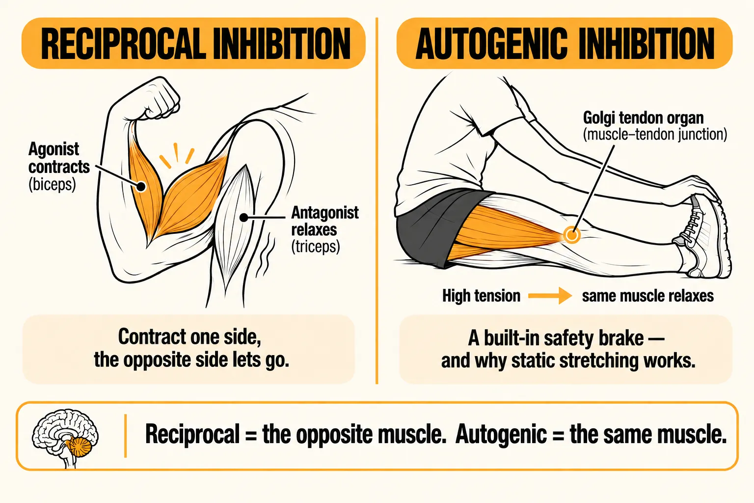 Comparison of two reflexes: reciprocal inhibition, where the biceps contracts and the opposing triceps relaxes, and autogenic inhibition, where high tension detected by the Golgi tendon organ makes the same stretched hamstring relax, with the caption reciprocal equals the opposite muscle, autogenic equals the same muscle