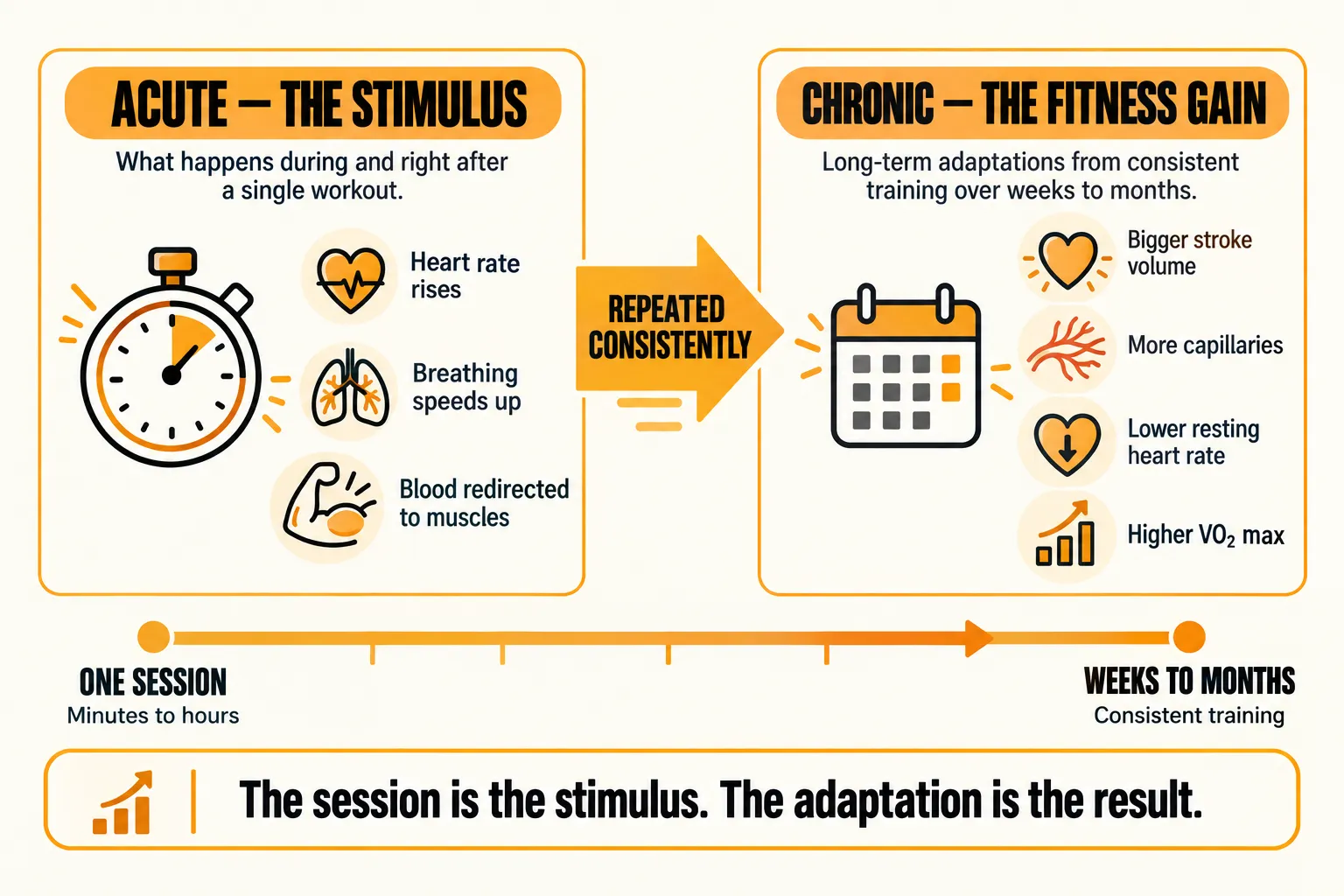 Timeline comparing acute adaptations during one session, including higher heart rate, faster breathing and blood redirected to muscles, with chronic adaptations over weeks to months of consistent training, including bigger stroke volume, more capillaries, lower resting heart rate and higher VO2 max