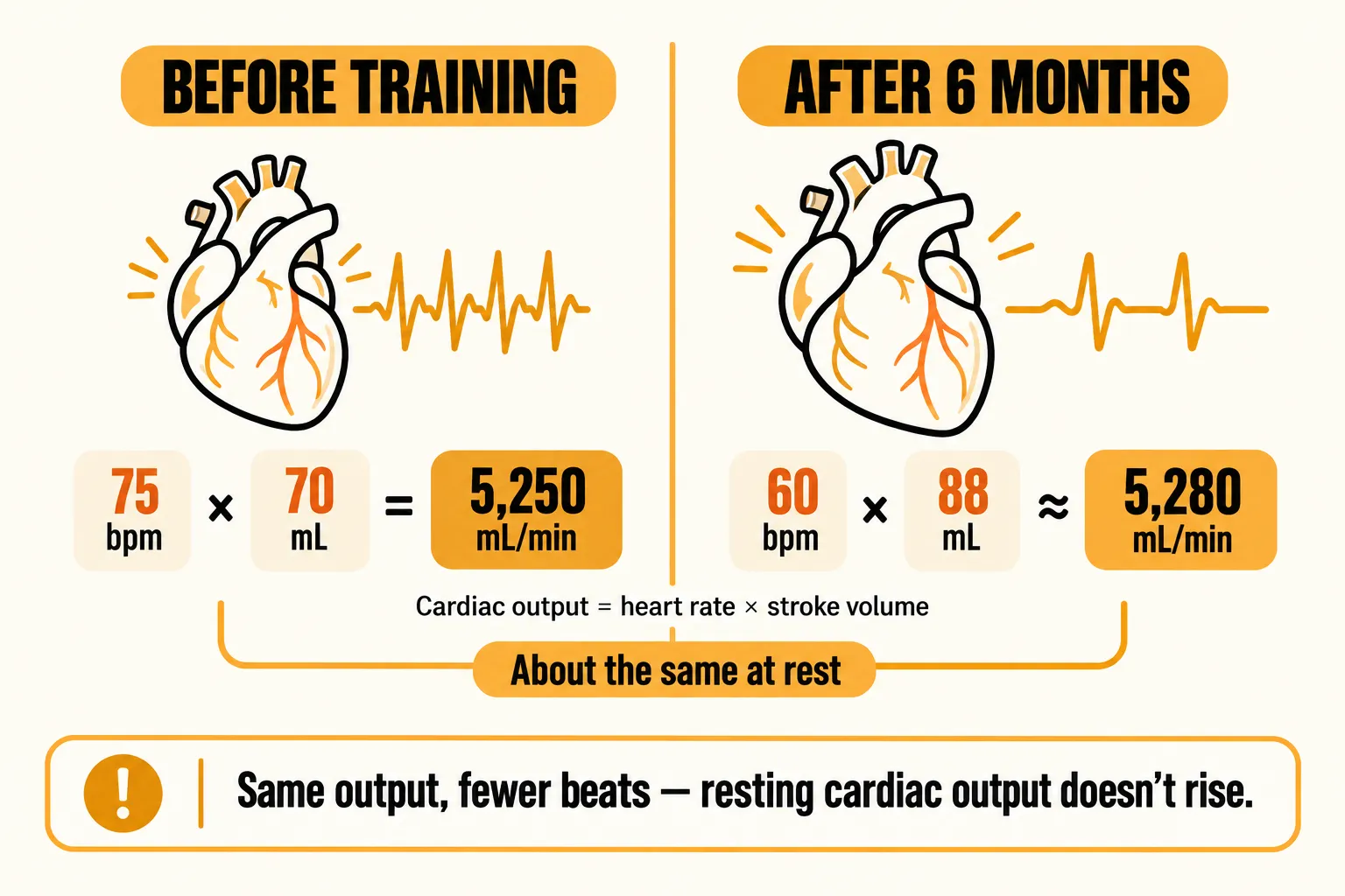 Worked example of cardiac output equals heart rate times stroke volume: before training 75 beats per minute times 70 mL equals 5,250 mL per minute, after six months 60 beats per minute times 88 mL is about 5,280 mL per minute, with the caption same output, fewer beats, resting cardiac output doesn't rise