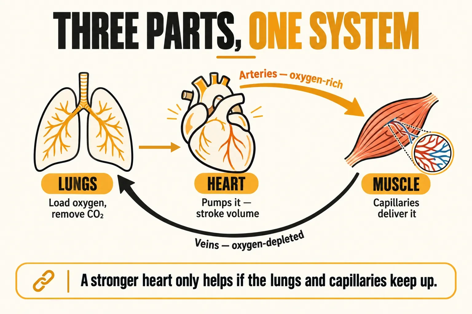 Circulation loop showing the lungs loading oxygen and removing carbon dioxide, the heart pumping blood through arteries to working muscle where capillaries deliver it, and veins returning oxygen-depleted blood, with the caption a stronger heart only helps if the lungs and capillaries keep up