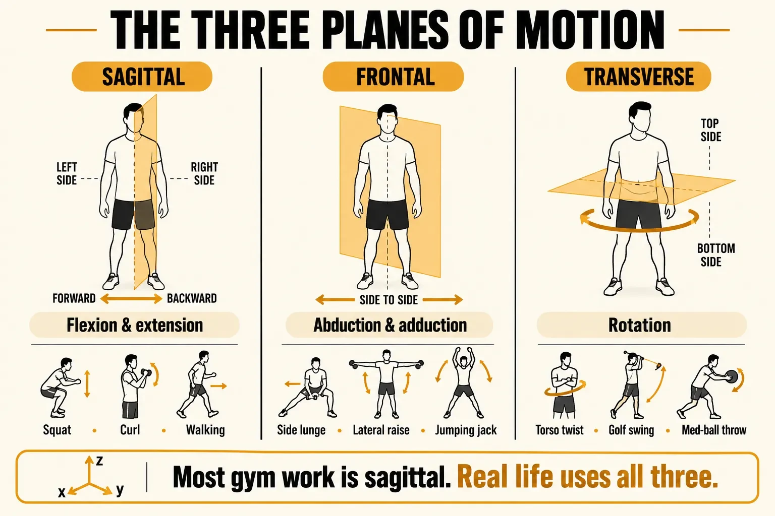 Three planes of motion: the sagittal plane divides left from right for flexion and extension such as a squat, curl or walking; the frontal plane divides front from back for abduction and adduction such as a side lunge, lateral raise or jumping jack; and the transverse plane divides top from bottom for rotation such as a torso twist, golf swing or medicine-ball throw