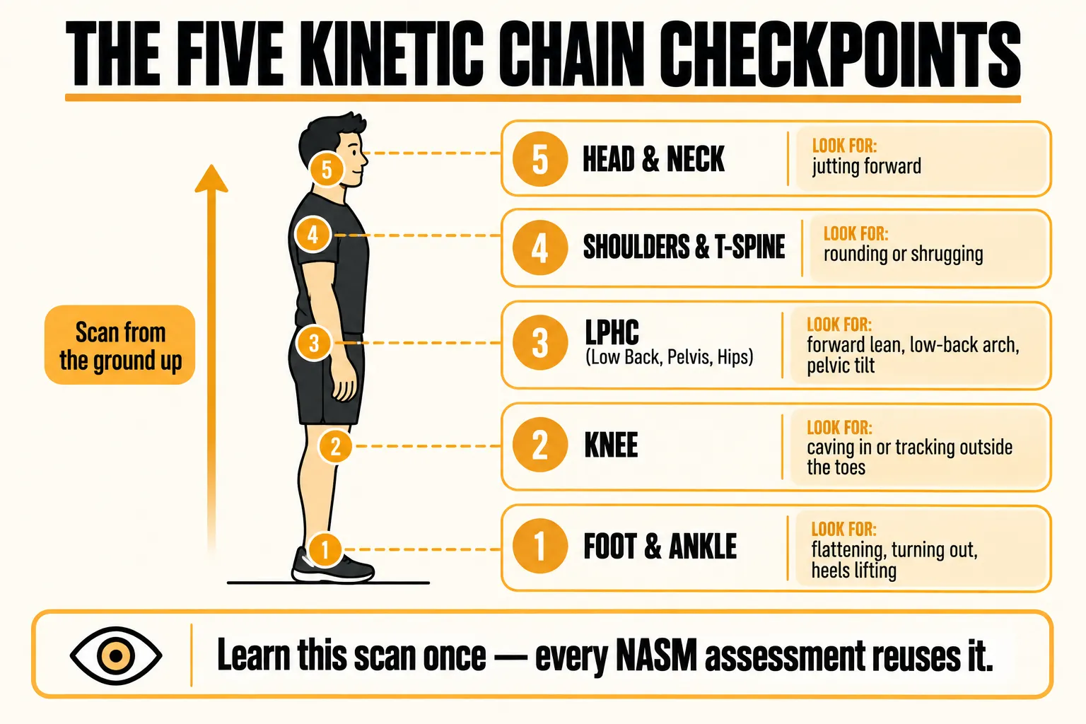 Side-view figure with the five kinetic chain checkpoints numbered from the ground up: foot and ankle, looking for flattening, turning out or heels lifting; knee, caving in or tracking outside the toes; lumbo-pelvic-hip complex, forward lean, low-back arch or pelvic tilt; shoulders and thoracic spine, rounding or shrugging; and head and neck, jutting forward