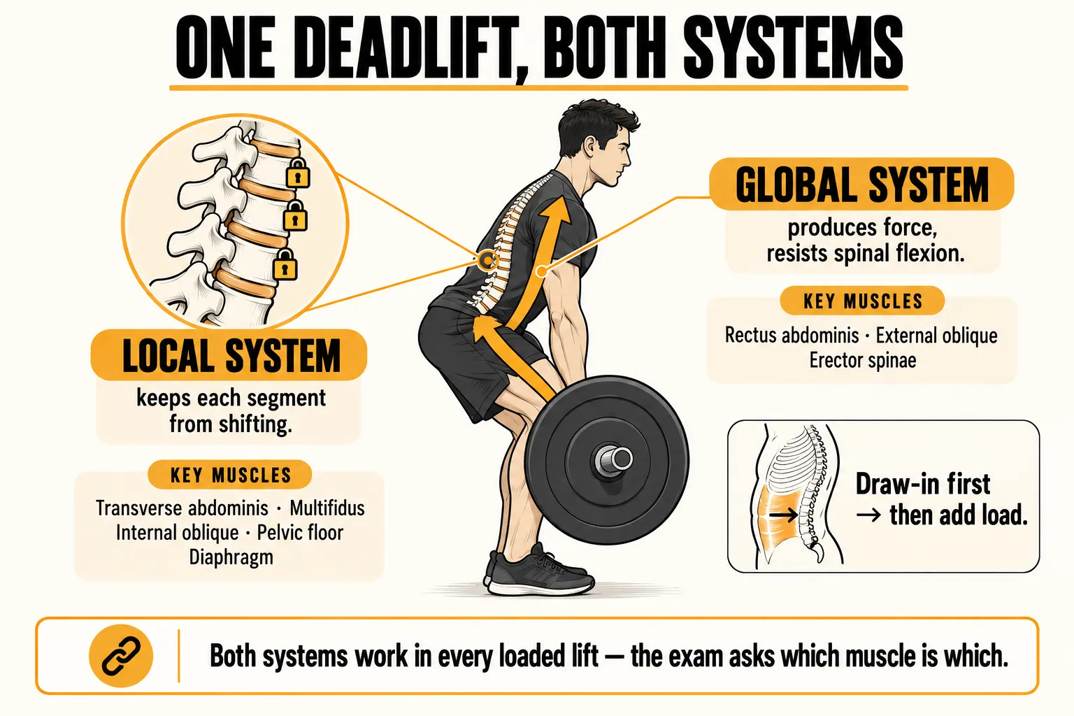 Side-view deadlift showing both core systems at work: the local system keeps each spinal segment from shifting, including the transverse abdominis, multifidus, internal oblique, pelvic floor and diaphragm, while the global system, including the rectus abdominis, external oblique and erector spinae, produces force and resists spinal flexion, with a reminder to draw in first and then add load