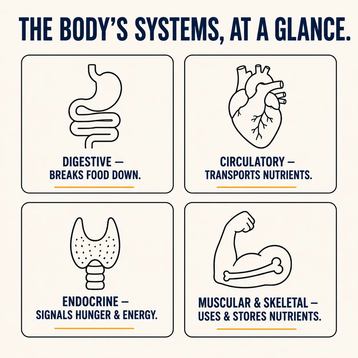 Four-card grid showing the digestive, circulatory, endocrine, and muscular/skeletal systems, each with a simple icon and one-line description of its role in nutrition.