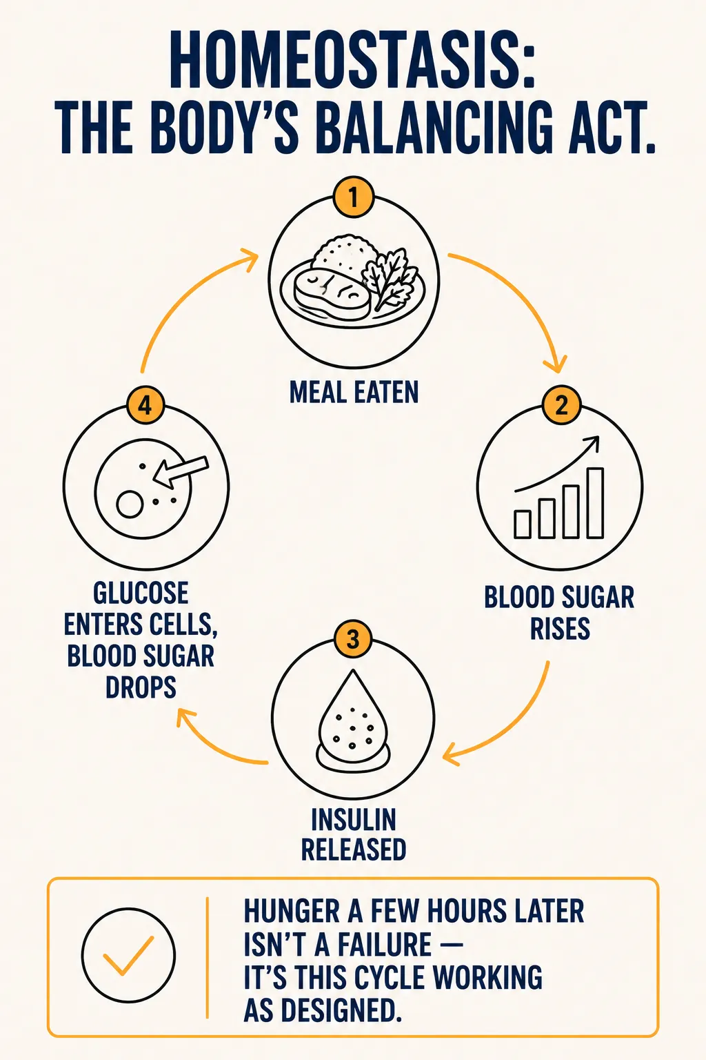Circular diagram showing the homeostasis cycle: a meal is eaten, blood sugar rises, insulin is released, and glucose enters cells so blood sugar drops back down.
