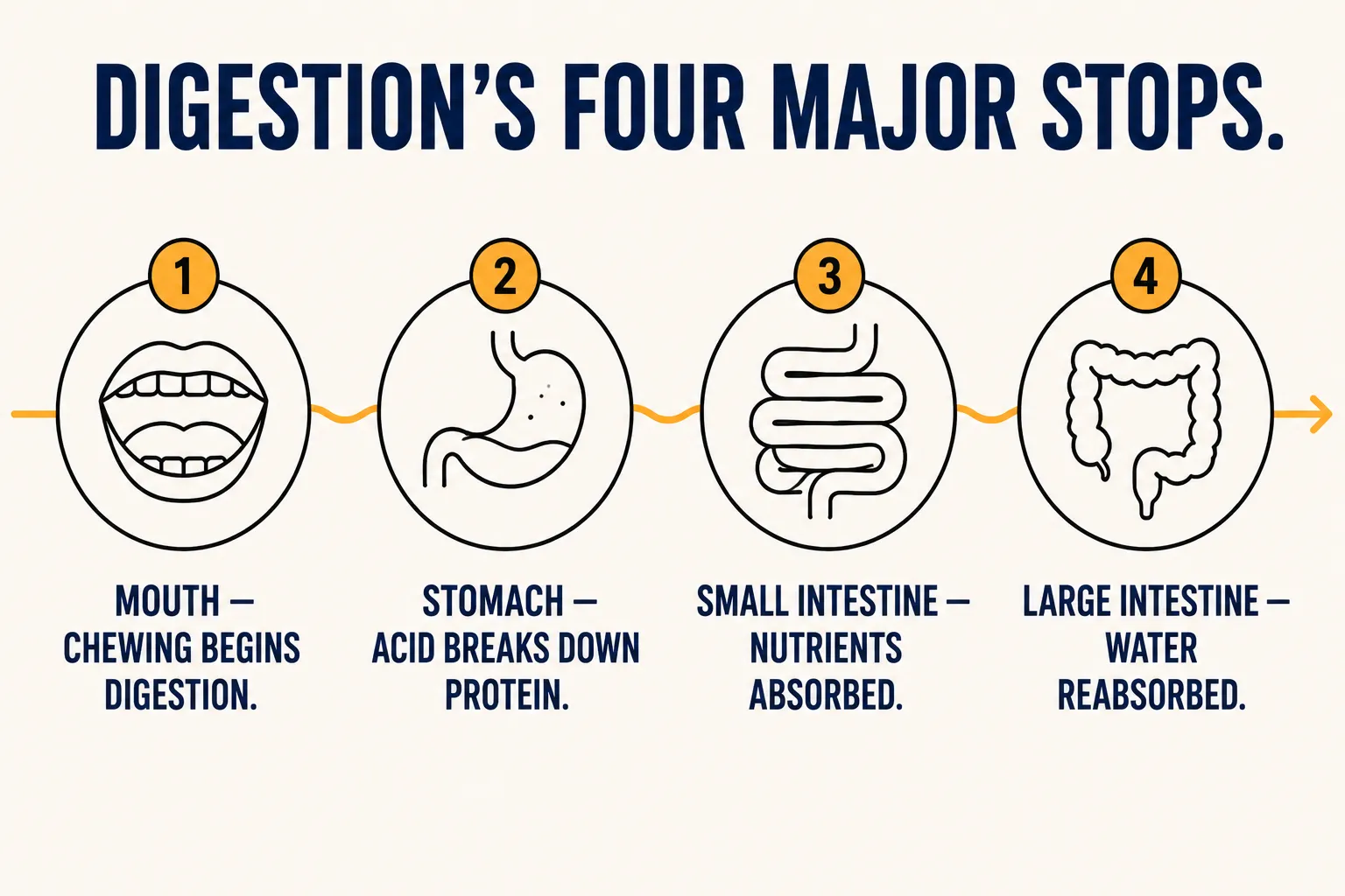 Diagram of digestion's four major stops in order: mouth, stomach, small intestine, and large intestine, each with a one-line description of its job.