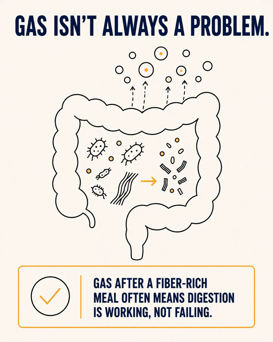 Illustration of the large intestine with gut bacteria fermenting fiber and producing gas, captioned that gas after a fiber-rich meal often means digestion is working, not failing.