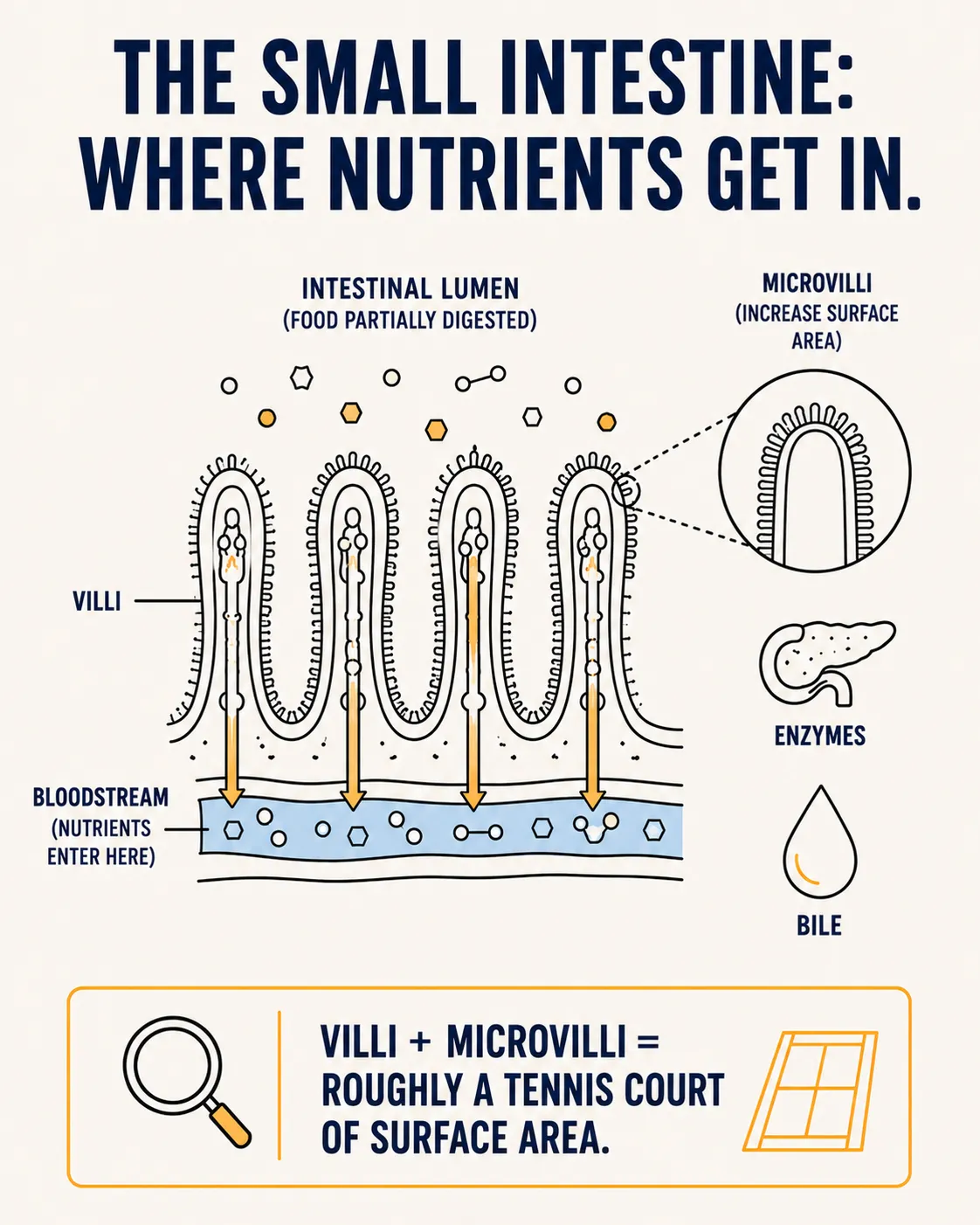 Cross-section of the small intestine showing villi and microvilli absorbing nutrients from the intestinal lumen into the bloodstream, with enzymes from the pancreas and bile supporting the process.