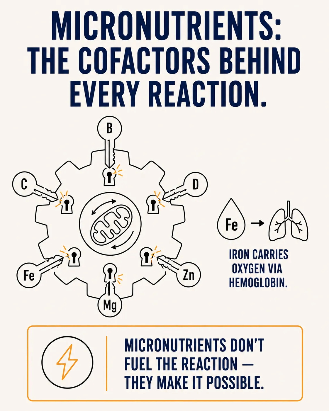 Diagram of micronutrients as cofactors: a gear-shaped mechanism with key icons for vitamins B, C, D and minerals iron, zinc, magnesium fitting into keyholes, plus iron paired with hemoglobin and oxygen transport.