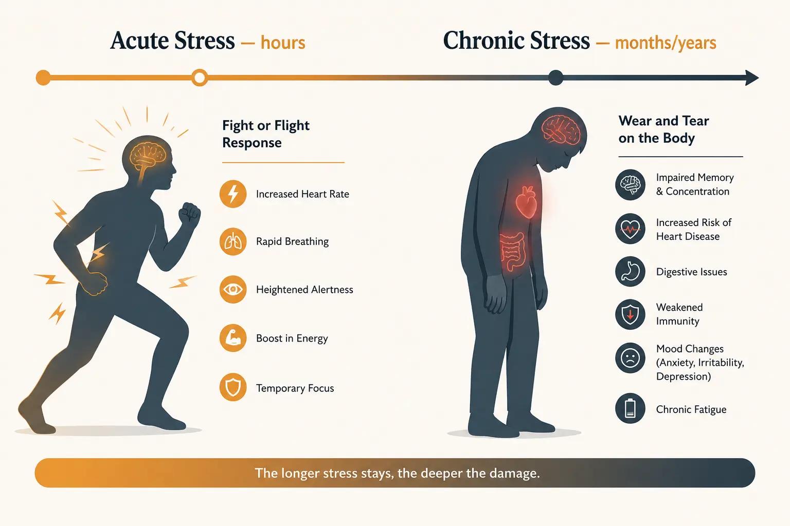 Visual timeline showing how chronic stress effects progress from reversible to structural across weeks, months, and years